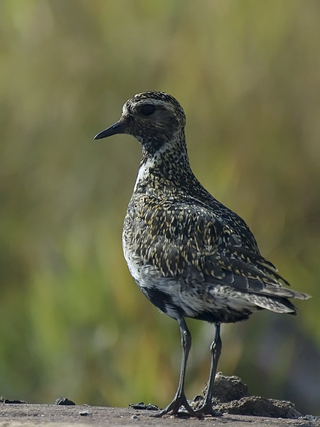 Kapustarinta, European Golden Plover, Pluvialis apricaria